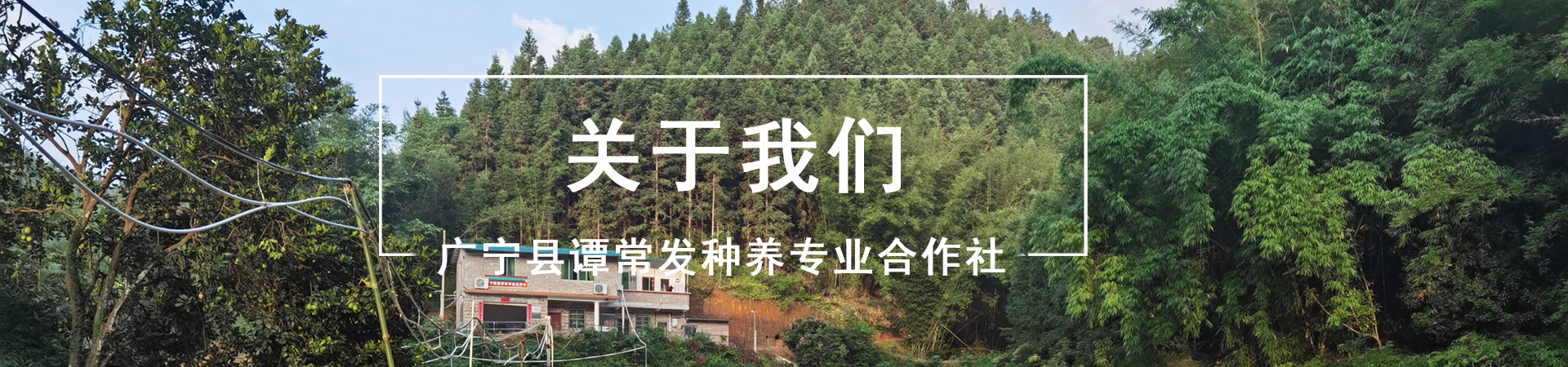 公司简介