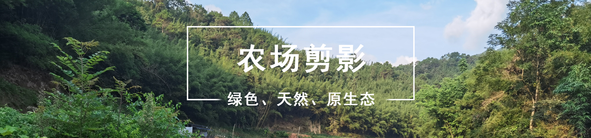 樱桃种植基地