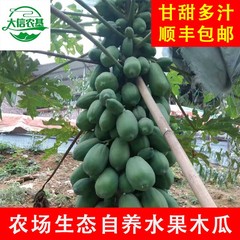 农场原生态自种木瓜
