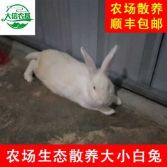 农场原生态自养白兔