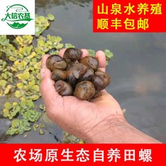 农场原生态自养田螺