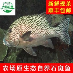 农场原生态自养石斑鱼