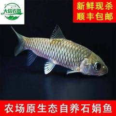 农场原生态自养石娟鱼
