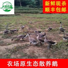农场原生态散养鹅