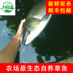 农场原生态自养草鱼